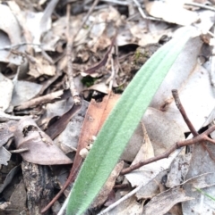 Caladenia atrovespa at Black Mountain - suppressed