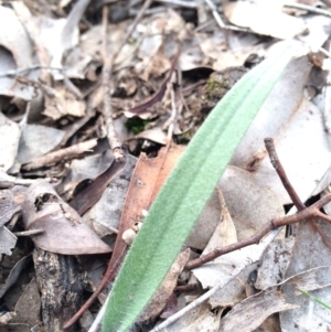 Caladenia atrovespa at Black Mountain - suppressed