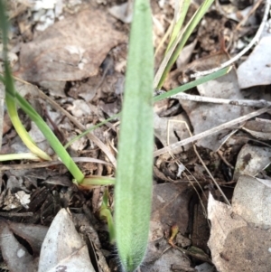 Caladenia atrovespa at Black Mountain - suppressed