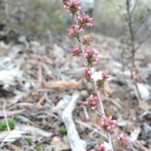 Leucopogon attenuatus at Canberra Central, ACT - 16 Aug 2014