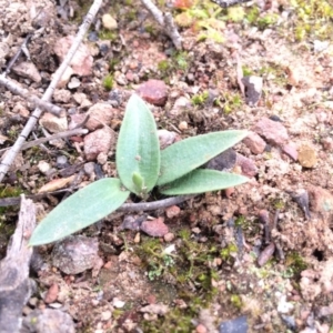 Glossodia major at Canberra Central, ACT - suppressed