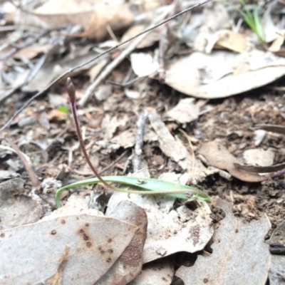 Unidentified at Black Mountain - 16 Aug 2014 by AaronClausen