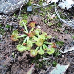 Drosera gunniana (Pale Sundew) at Canberra Central, ACT - 16 Aug 2014 by AaronClausen