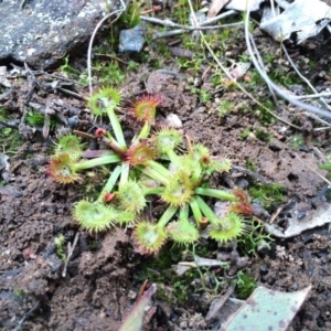 Drosera gunniana at Canberra Central, ACT - 16 Aug 2014 01:24 PM