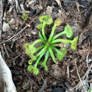 Drosera gunniana at Canberra Central, ACT - 16 Aug 2014 01:24 PM