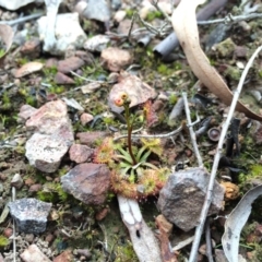 Drosera gunniana at Canberra Central, ACT - 16 Aug 2014 01:24 PM