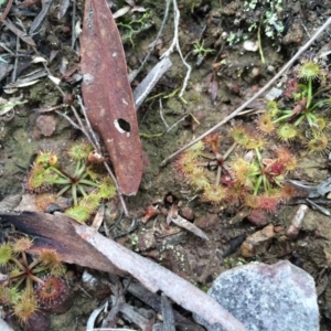 Drosera gunniana at Canberra Central, ACT - 16 Aug 2014 01:24 PM