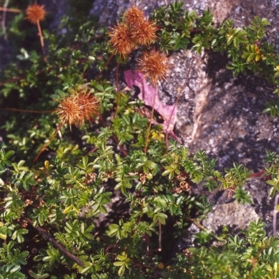 Acaena novae-zelandiae (Bidgee Widgee) at Conder, ACT - 10 Mar 2000 by michaelb