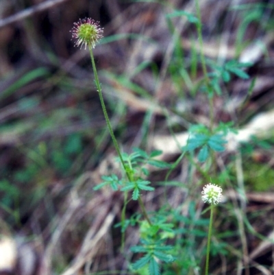 Acaena novae-zelandiae (Bidgee Widgee) at Conder, ACT - 26 Nov 2000 by MichaelBedingfield