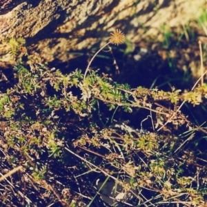 Acaena novae-zelandiae at Conder, ACT - 15 Jul 2000