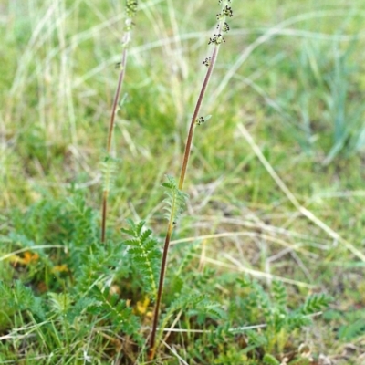 Acaena x ovina (Sheep's Burr) at Conder, ACT - 17 Oct 1999 by MichaelBedingfield