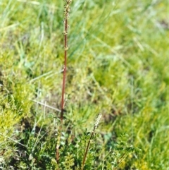 Acaena x ovina (Sheep's Burr) at Theodore, ACT - 21 Oct 1999 by michaelb