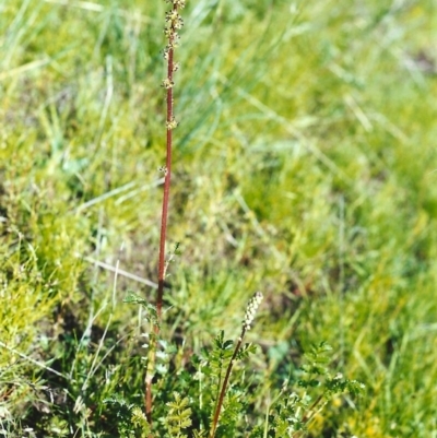 Acaena x ovina (Sheep's Burr) at Tuggeranong Hill - 21 Oct 1999 by michaelb