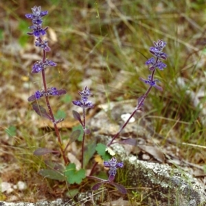 Ajuga australis at Conder, ACT - 20 Nov 1999 12:00 AM