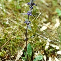 Ajuga australis at Conder, ACT - 20 Nov 1999 12:00 AM