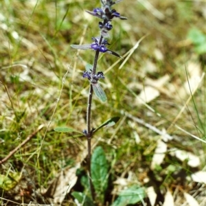 Ajuga australis at Conder, ACT - 20 Nov 1999