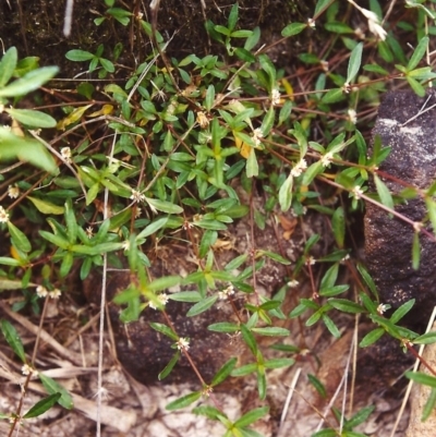 Alternanthera denticulata (Lesser Joyweed) at Conder, ACT - 24 Jan 2000 by michaelb