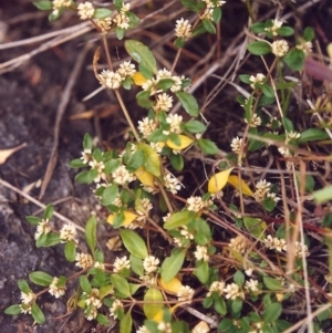 Alternanthera sp. A Flora of NSW (M. Gray 5187) J. Palmer at Conder, ACT - 25 Jan 2000