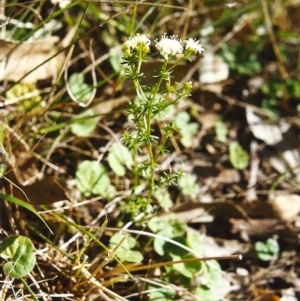 Asperula conferta at Conder, ACT - 22 Oct 1999