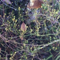 Cassytha pubescens (Devil's Twine) at Conder, ACT - 19 Jan 2001 by MichaelBedingfield