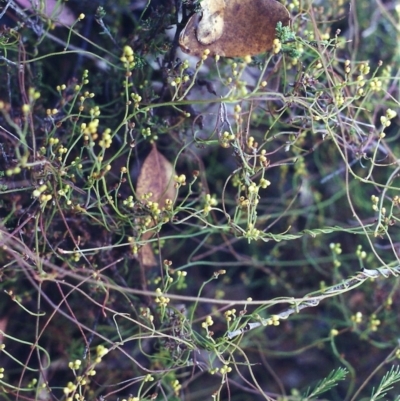 Cassytha pubescens (Devil's Twine) at Rob Roy Range - 19 Jan 2001 by MichaelBedingfield