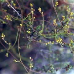 Cassytha pubescens at Conder, ACT - 19 Jan 2001