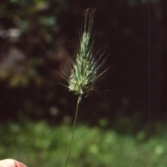 Echinopogon cheelii (Longflower Hedgehog Grass) at Tuggeranong Hill - 12 Dec 2010 by michaelb