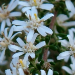 Olearia microphylla (Olearia) at Bruce, ACT - 17 Aug 2014 by julielindner