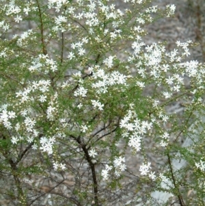 Olearia microphylla at Bruce, ACT - 18 Aug 2014 12:00 AM