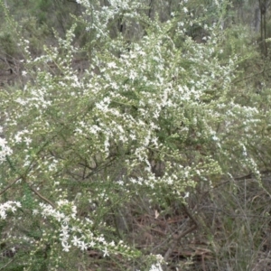 Olearia microphylla at Bruce, ACT - 18 Aug 2014 12:00 AM