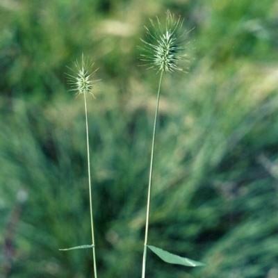 Echinopogon cheelii (Longflower Hedgehog Grass) at Greenway, ACT - 13 Nov 2007 by MichaelBedingfield