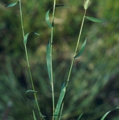 Echinopogon cheelii at Greenway, ACT - 13 Nov 2007