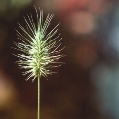 Echinopogon cheelii (Longflower Hedgehog Grass) at Bullen Range - 30 Nov 2010 by michaelb