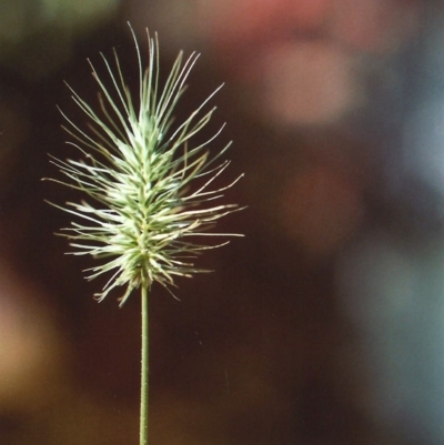 Echinopogon cheelii (Longflower Hedgehog Grass) at Bullen Range - 30 Nov 2010 by michaelb