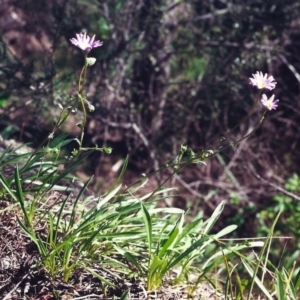 Calotis scabiosifolia var. integrifolia at Conder, ACT - 4 Nov 2000 12:00 AM