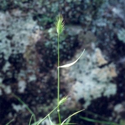 Echinopogon ovatus (Forest Hedgehog Grass) at Tuggeranong Hill - 12 Nov 2000 by michaelb