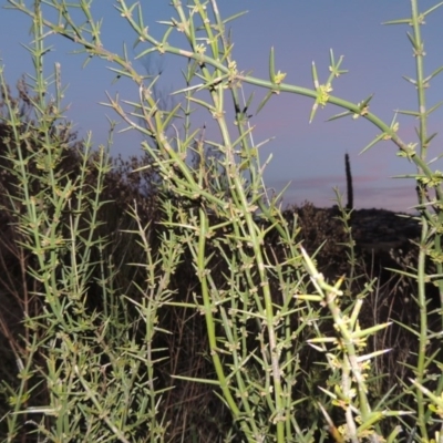 Discaria pubescens (Australian Anchor Plant) at Point Hut Hill - 19 Aug 2014 by michaelb