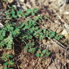 Euphorbia dallachyana (Mat Spurge, Caustic Weed) at Conder, ACT - 24 Feb 2002 by MichaelBedingfield