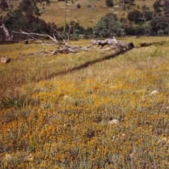 Chrysocephalum apiculatum (Common Everlasting) at Theodore, ACT - 12 Dec 1999 by MichaelBedingfield