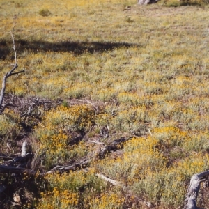 Chrysocephalum apiculatum at Theodore, ACT - 12 Dec 1999