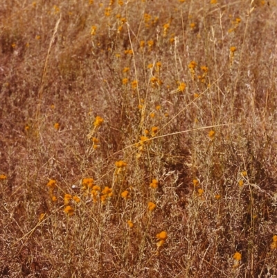 Chrysocephalum apiculatum (Common Everlasting) at Conder, ACT - 10 Feb 1999 by MichaelBedingfield