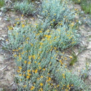 Chrysocephalum apiculatum at Conder, ACT - 14 Nov 1999 12:00 AM