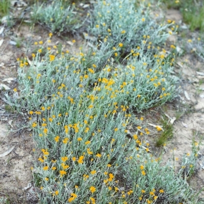 Chrysocephalum apiculatum (Common Everlasting) at Conder, ACT - 13 Nov 1999 by michaelb