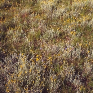 Chrysocephalum apiculatum at Conder, ACT - 14 Nov 1999