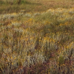 Chrysocephalum apiculatum at Conder, ACT - 14 Nov 1999