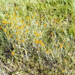 Chrysocephalum apiculatum (Common Everlasting) at Conder, ACT - 1 Nov 1999 by michaelb