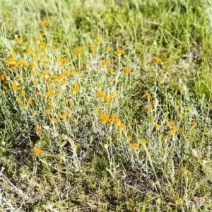 Chrysocephalum apiculatum at Conder, ACT - 2 Nov 1999