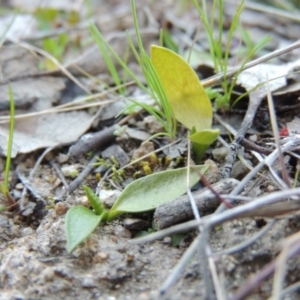 Ophioglossum lusitanicum subsp. coriaceum at Tennent, ACT - 14 Aug 2014