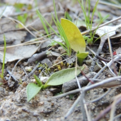 Ophioglossum lusitanicum (Adder's Tongue) at Tennent, ACT - 14 Aug 2014 by MichaelBedingfield