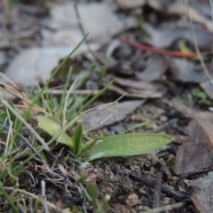 Ophioglossum lusitanicum at Tennent, ACT - 14 Aug 2014 06:21 PM